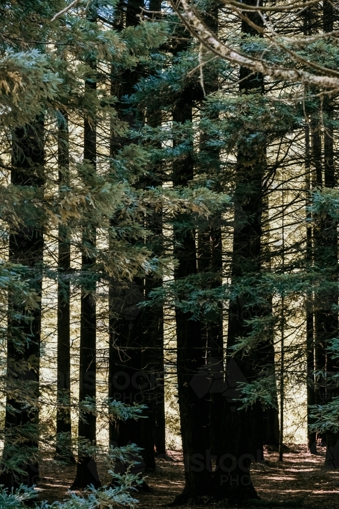 Red wood forest - Australian Stock Image