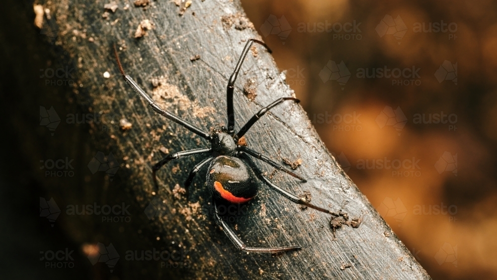 Redback Spider from Behind - Australian Stock Image