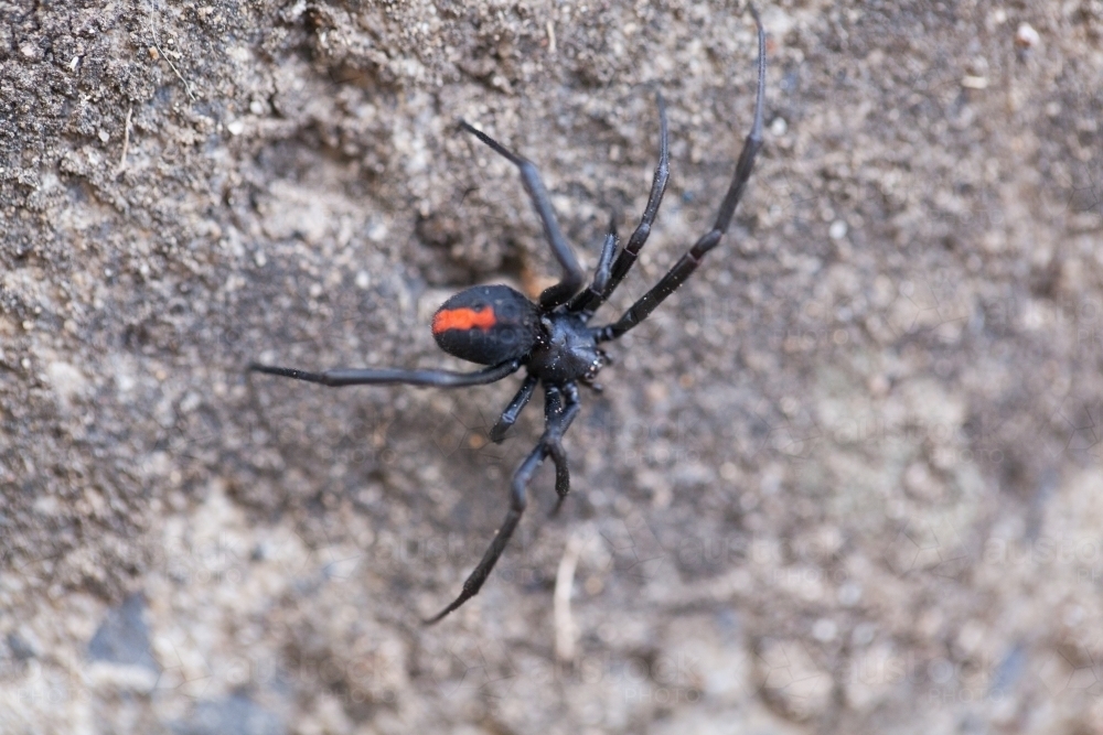 Redback Spider in the backyard - Australian Stock Image