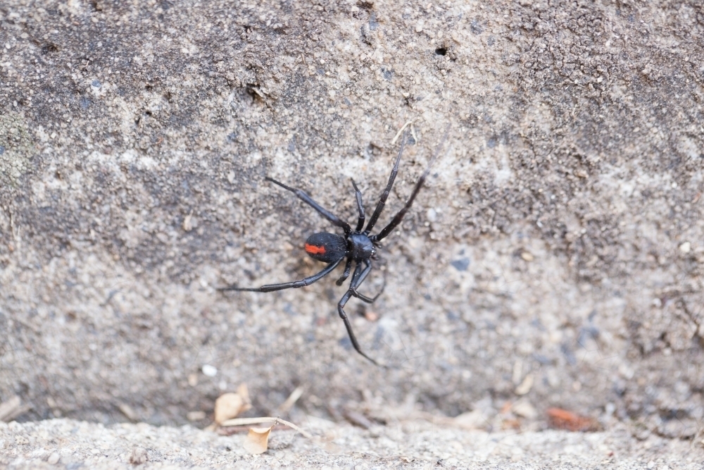 Redback Spider in the backyard - Australian Stock Image