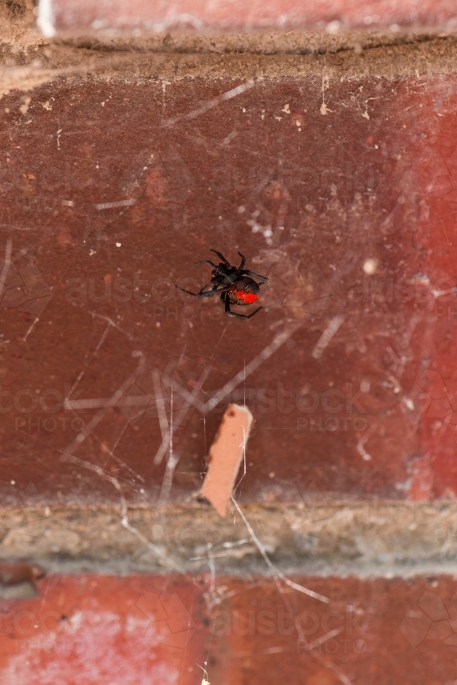 Redback spider with its messy web on a brick wall - Australian Stock Image