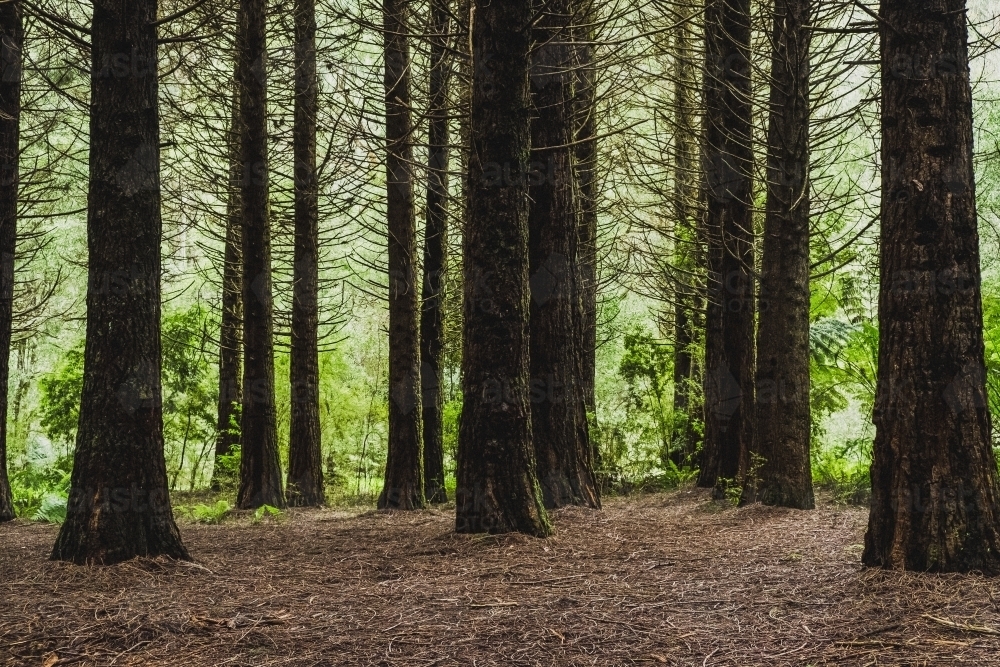 Image of Redwood tree trunks. - Austockphoto