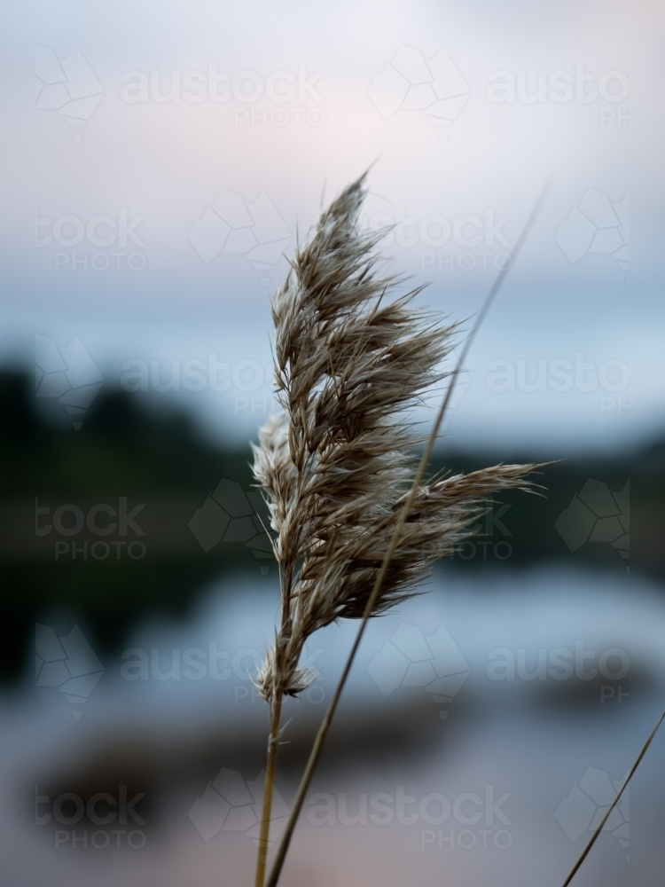 Reed in the Wind at Sunset - Australian Stock Image