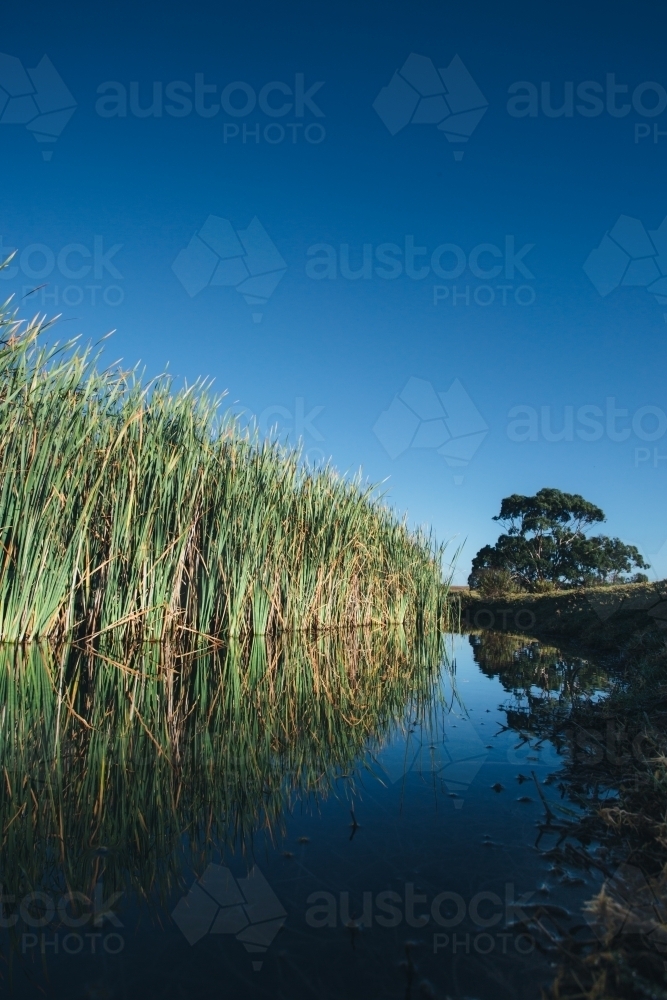 Reeds growing beside a still river on a clear blue sky day - Australian Stock Image