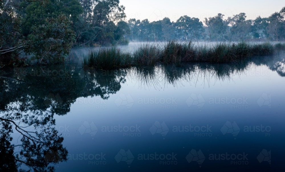 reeds in still water in early morning light - Australian Stock Image