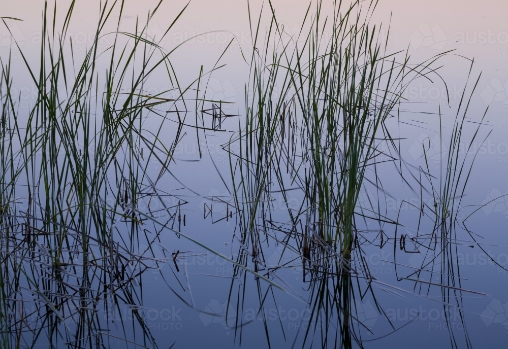 Reeds in still waters reflecting colours of evening sky - Australian Stock Image