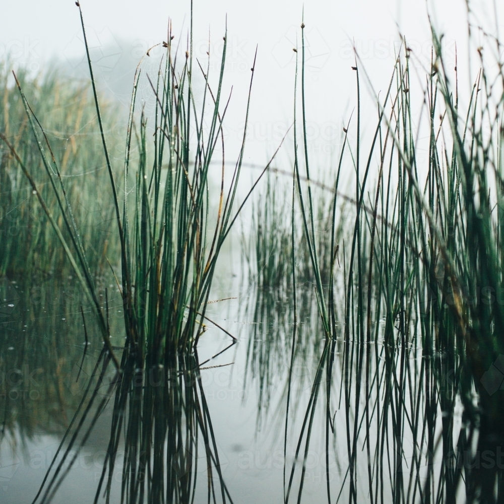 Image of Reeds on misty morning beside a river - Austockphoto