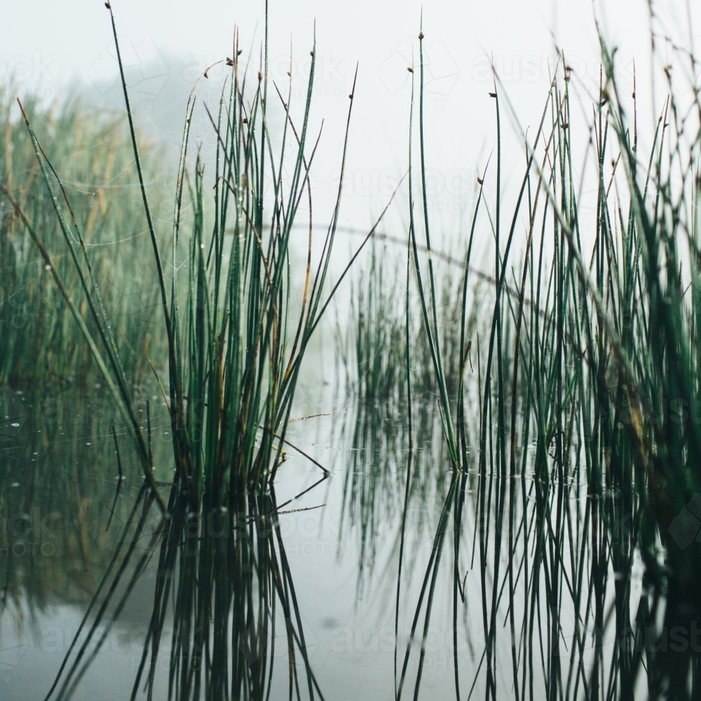 Reeds on misty morning beside a river - Australian Stock Image