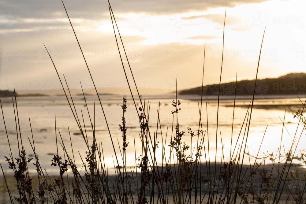 Reeds on the shore of the Wellstead Estuary at sunrise - Australian Stock Image