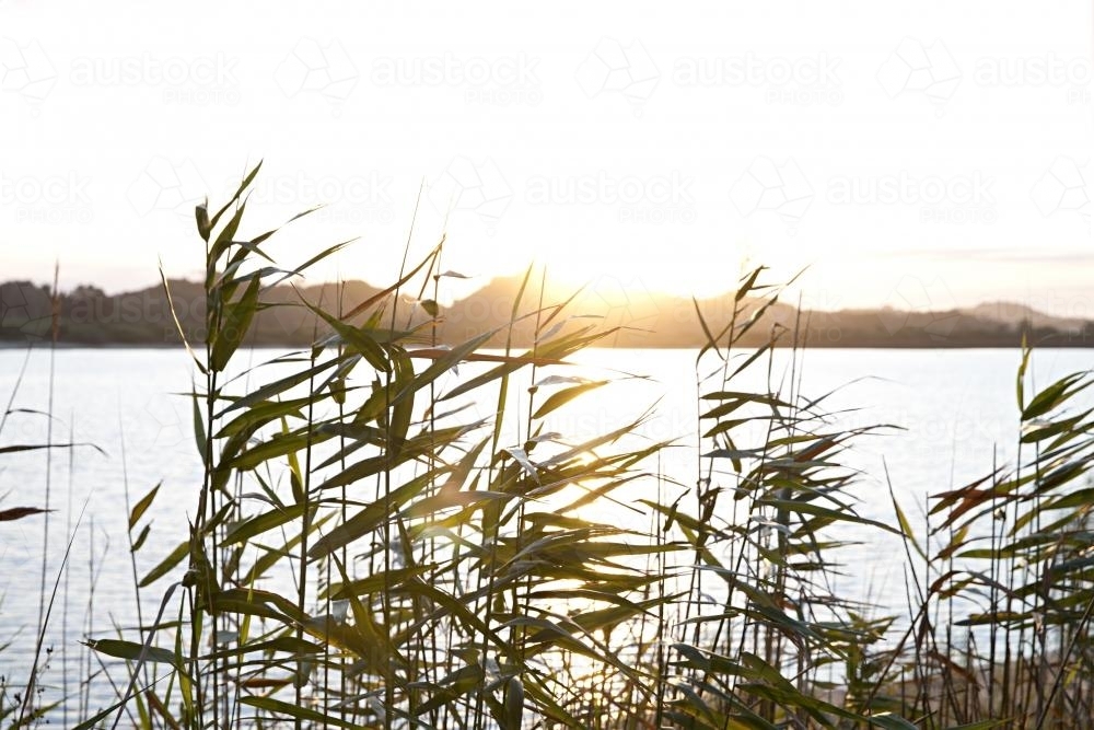 Reeds on the water front of the snowy river estuary at sunset - Australian Stock Image