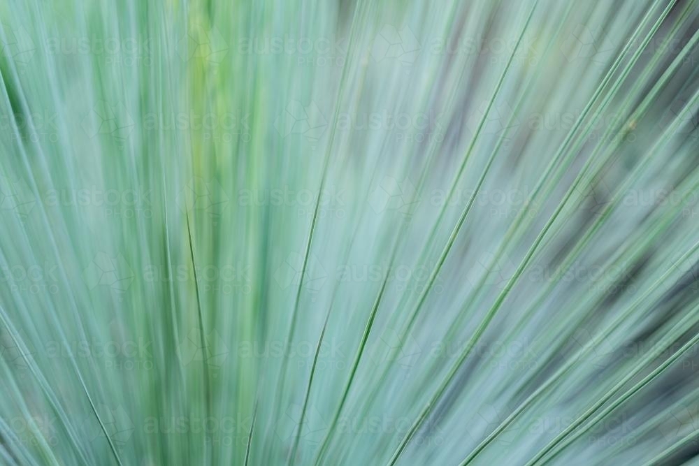 Reeds plants - Australian Stock Image