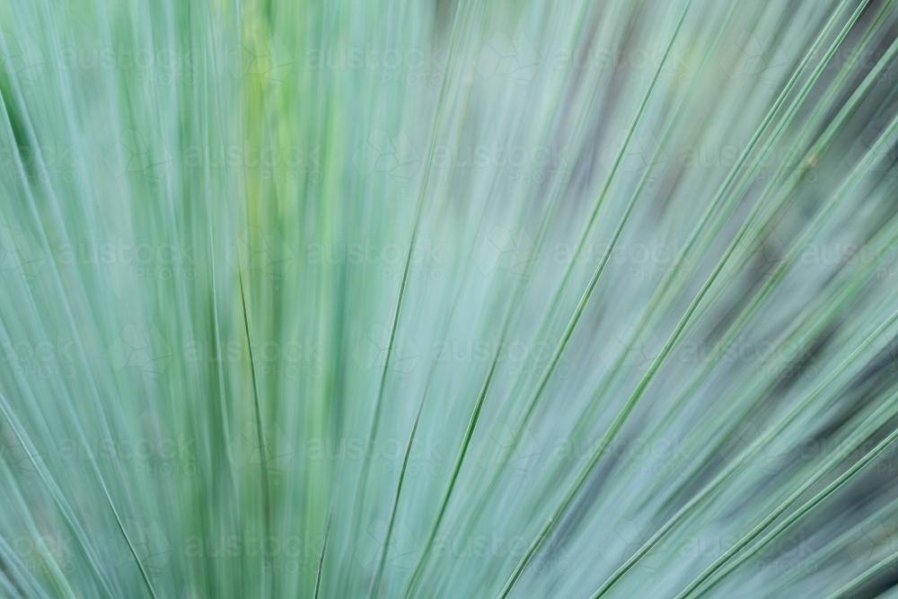 Reeds plants - Australian Stock Image