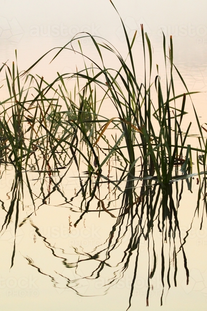 Reeds reflecting on a lake. - Australian Stock Image