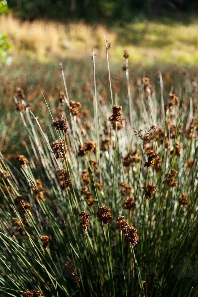 Image of Reeds with seeds beside a creek Austockphoto