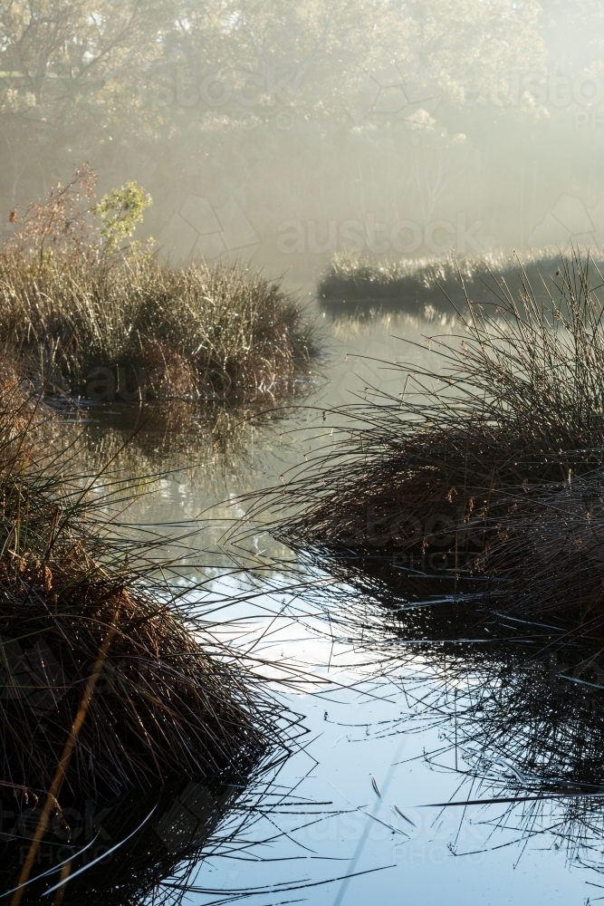 reedy grasses in misty wetlands - Australian Stock Image