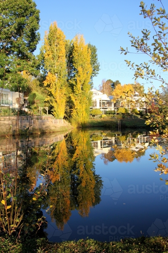 Reflection of deciduous trees - Australian Stock Image