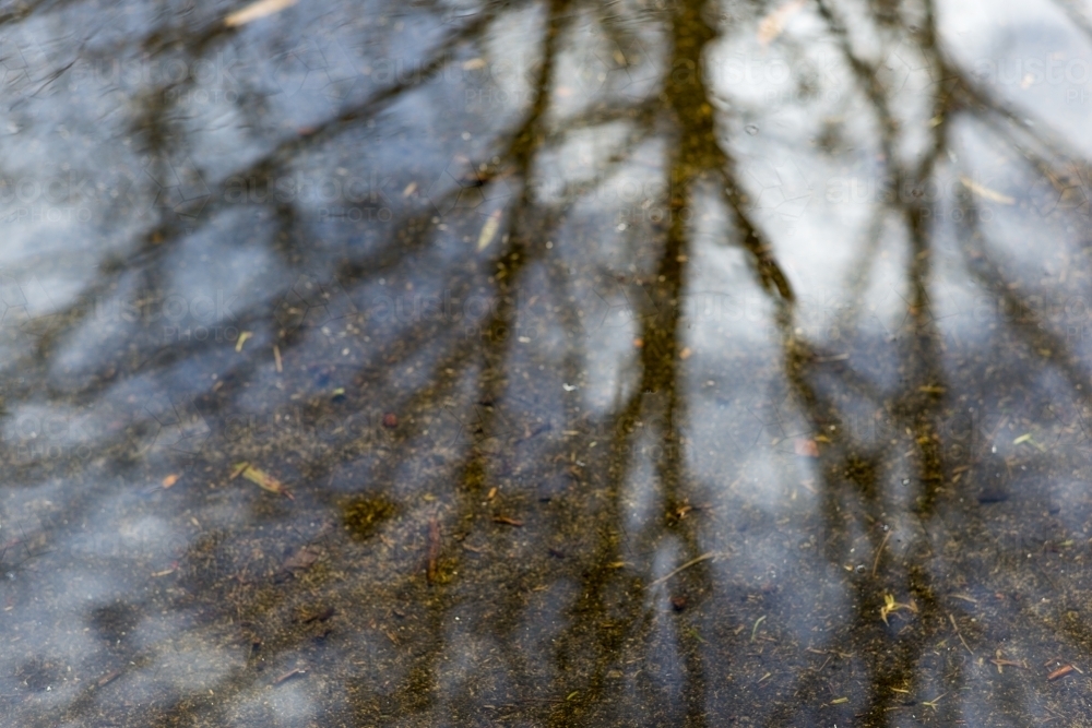 Reflection of tree and branches in water - Australian Stock Image