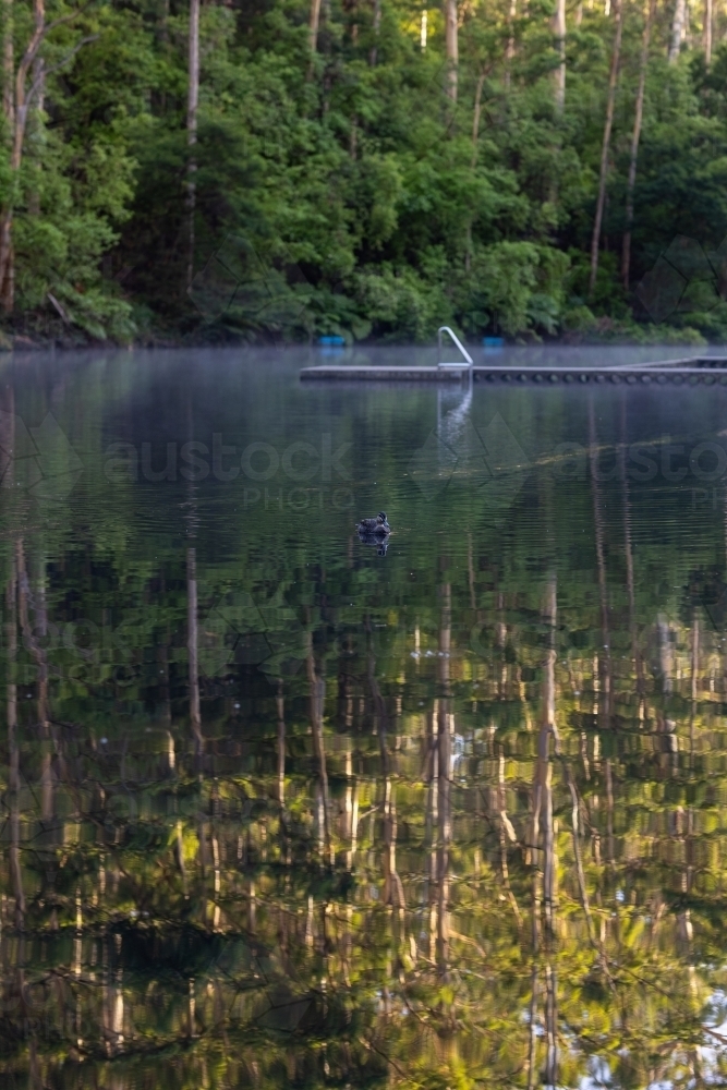 reflections of tall karri trees in the water at Pemberton pool - Australian Stock Image
