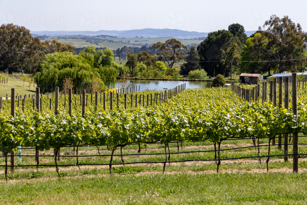 Regional vineyard in spring with rows of grape vines with green leave growth - Australian Stock Image