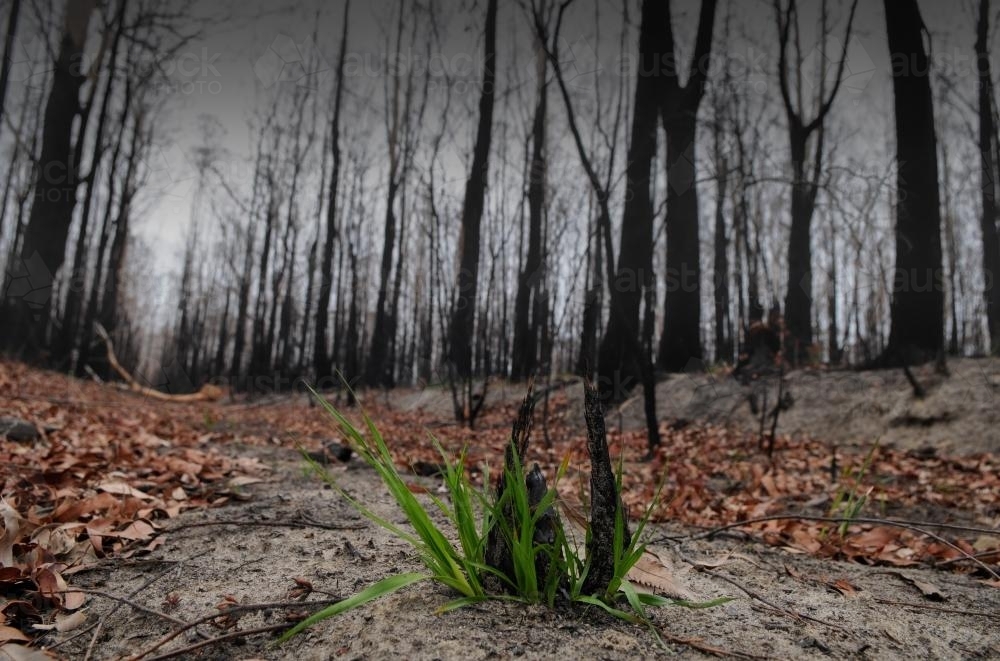 Regrowth after the bushfire - Australian Stock Image