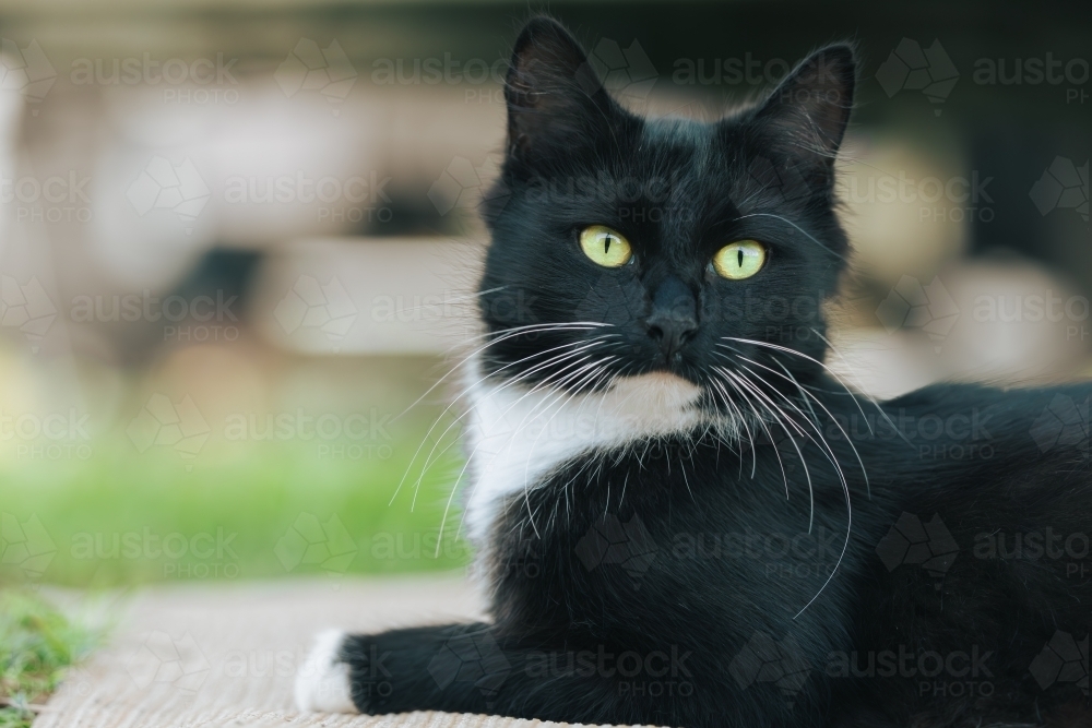 Relaxed black and white cat with vibrant green eyes - Australian Stock Image