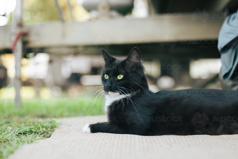 Image of Relaxed black and white cat with vibrant green eyes - Austockphoto