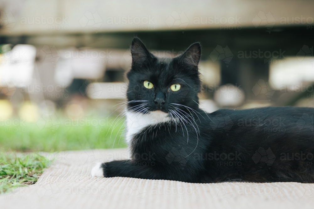 Relaxed black and white cat with vibrant green eyes - Australian Stock Image