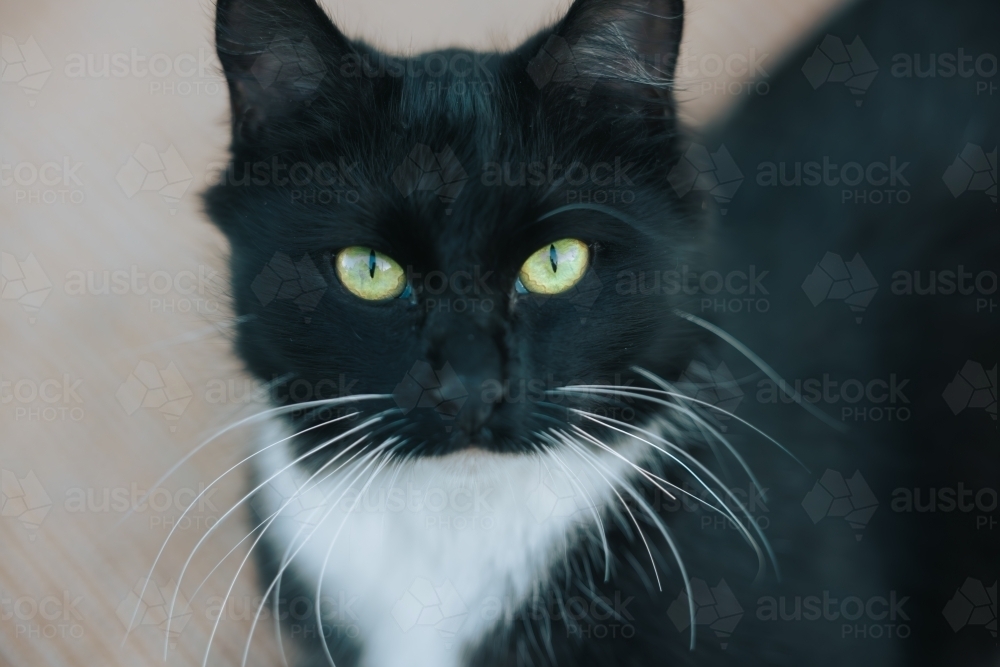 Relaxed black and white cat with vibrant green eyes - Australian Stock Image
