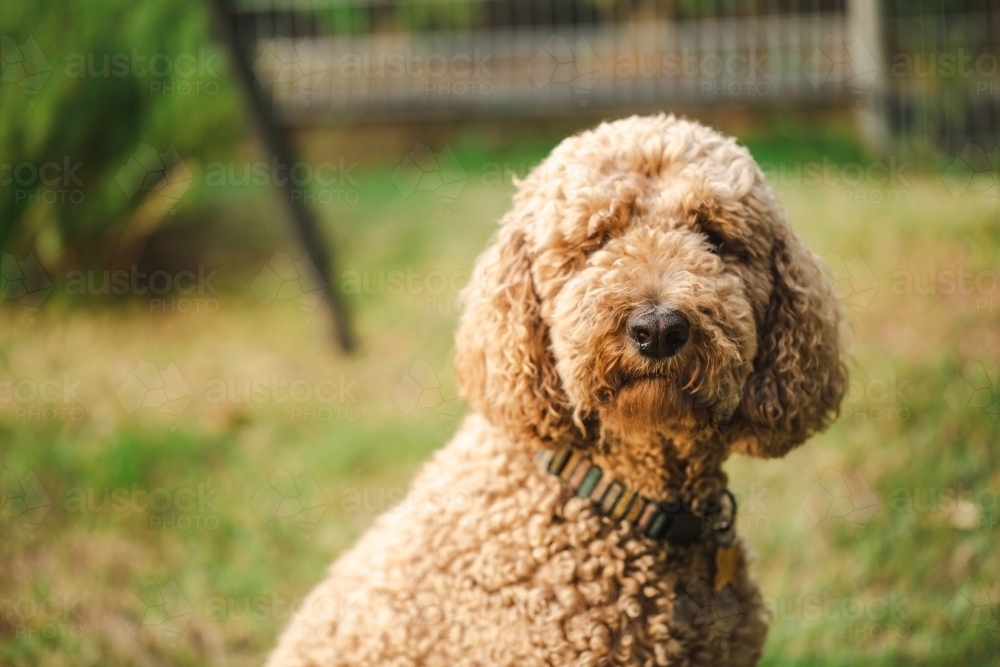 Relaxed Groodle mixed-breed dog, also known as Golden Doodle (Poodle Golden Retriever Cross) - Australian Stock Image