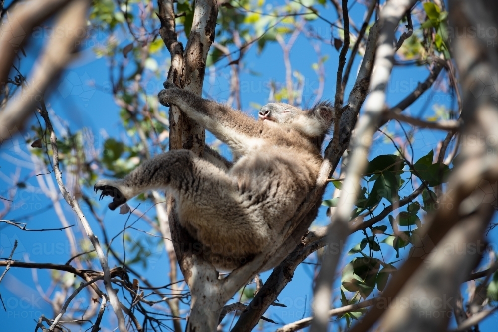 Relaxed koala in a tree enjoying the sun - Australian Stock Image
