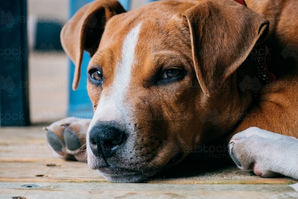 Relaxed puppy with sleepy eyes - Australian Stock Image