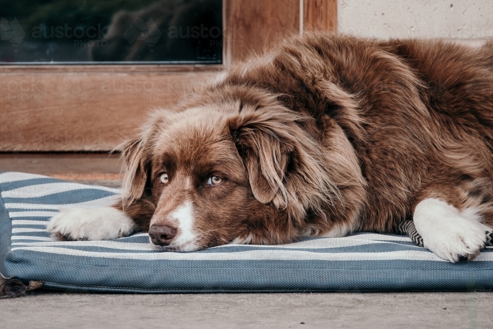 Relaxed red dog on a dog bed. - Australian Stock Image