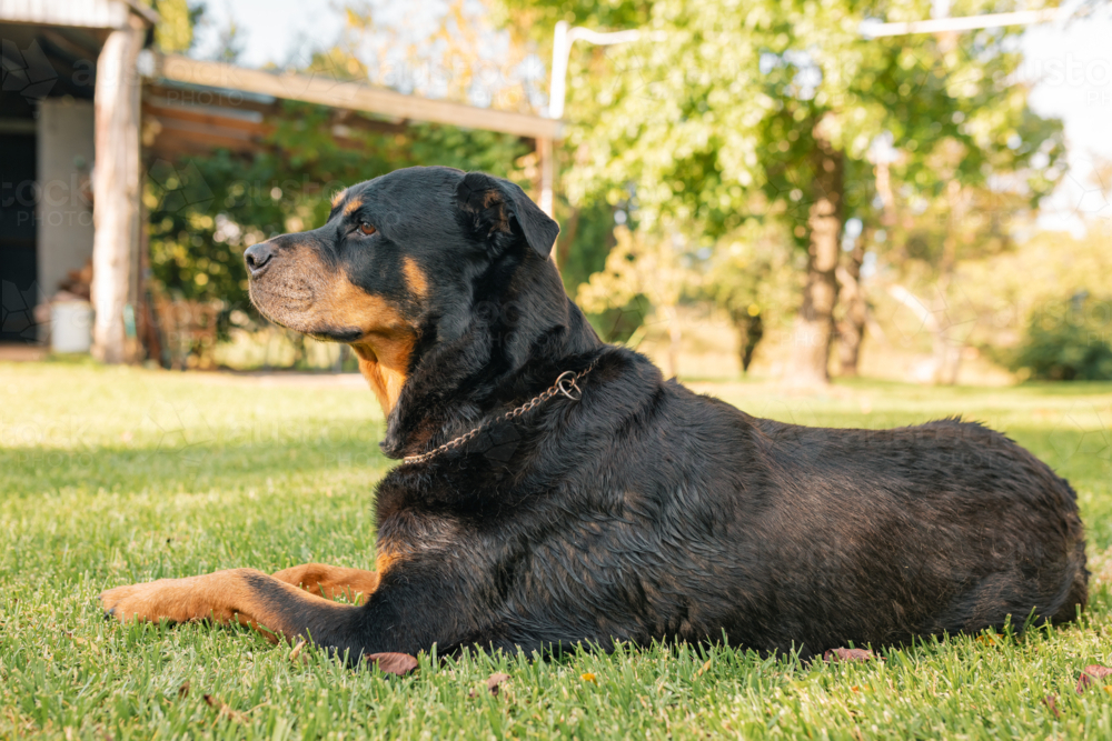 Relaxed rottweiler dog lying on lush green lawn - Australian Stock Image