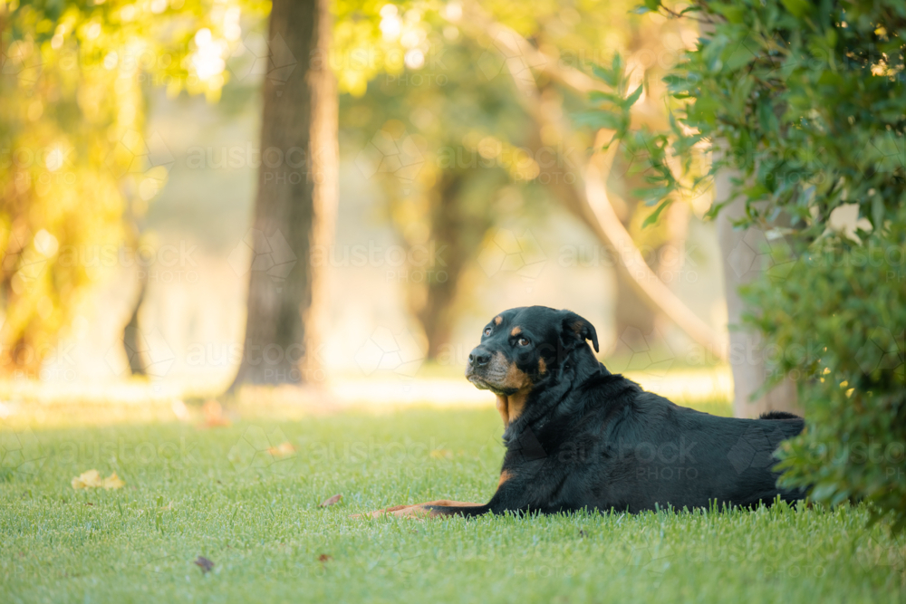 Relaxed rottweiler dog lying on lush green lawn - Australian Stock Image