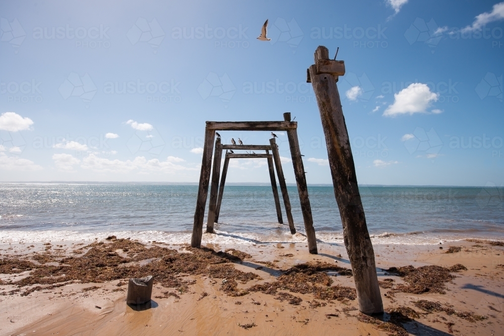 remains of wharf with bird flying above - Australian Stock Image