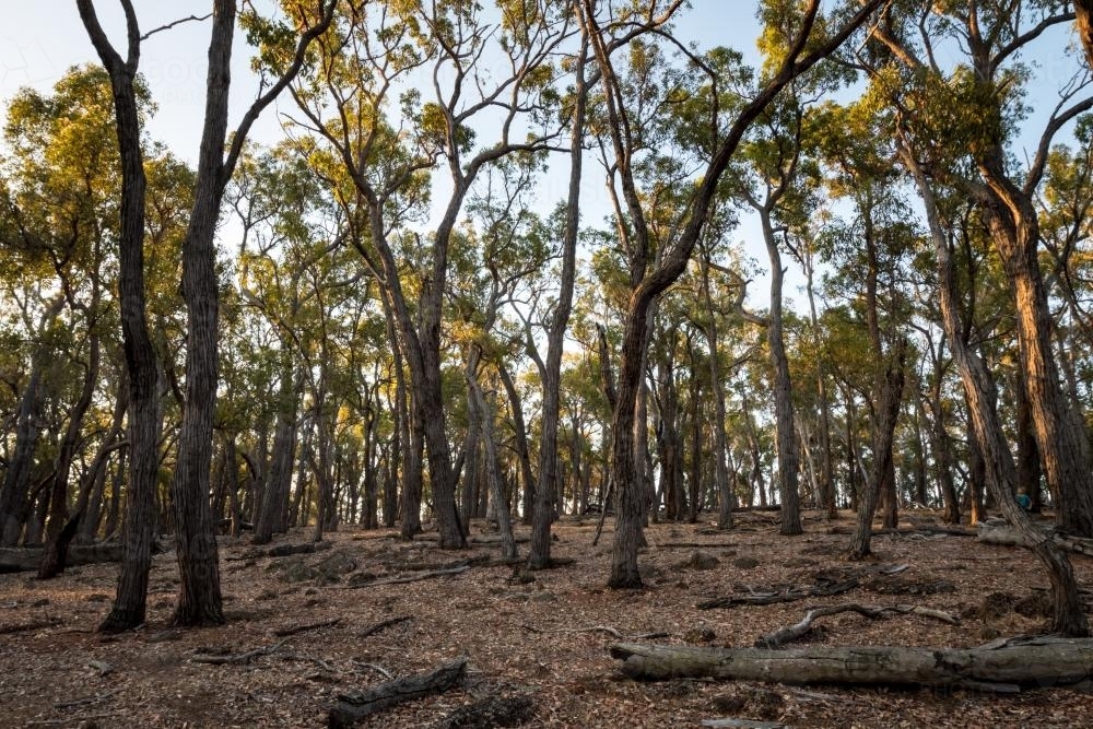 Remnant vegetation with Jarrah trees - Australian Stock Image