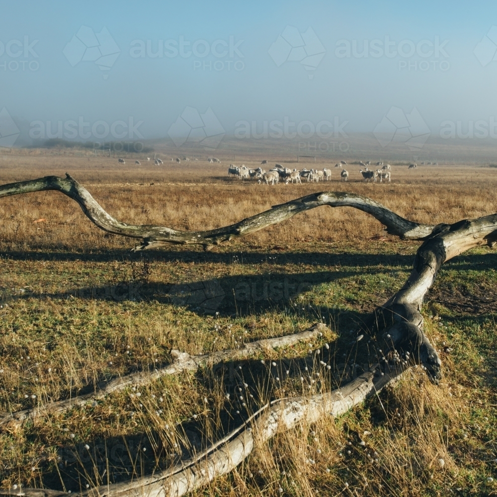 Remote landscape with dead tree and livestock in the distance - Australian Stock Image