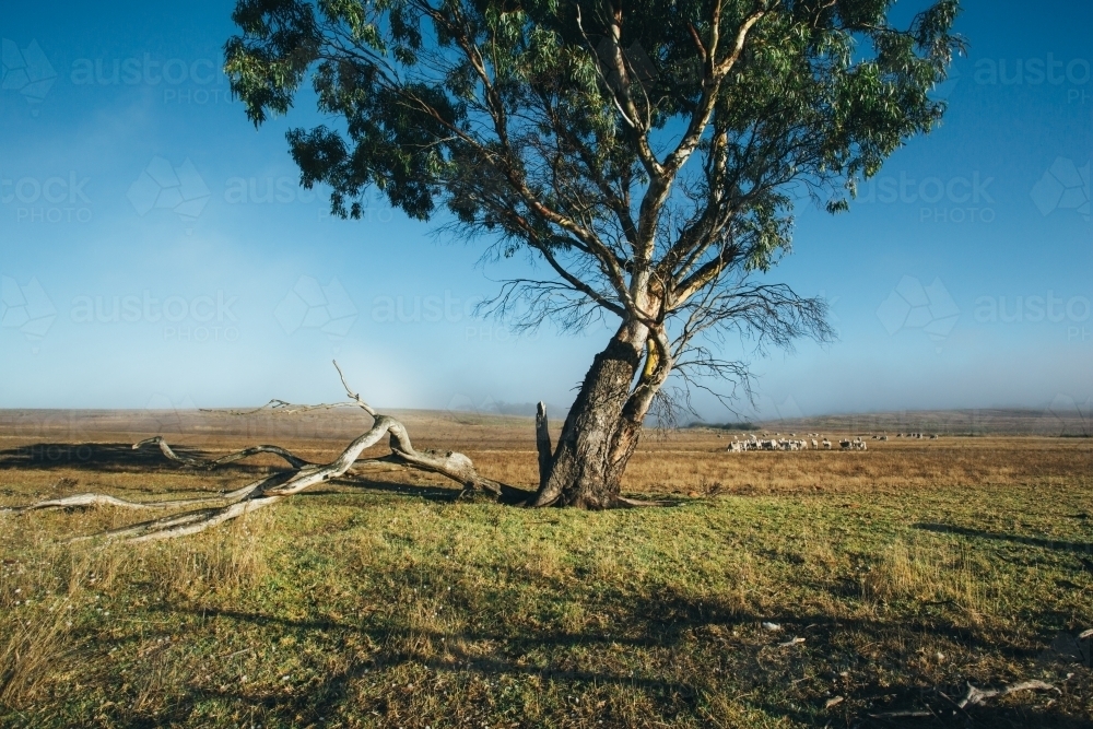 Remote landscape with large gum tree and livestock in the distance - Australian Stock Image
