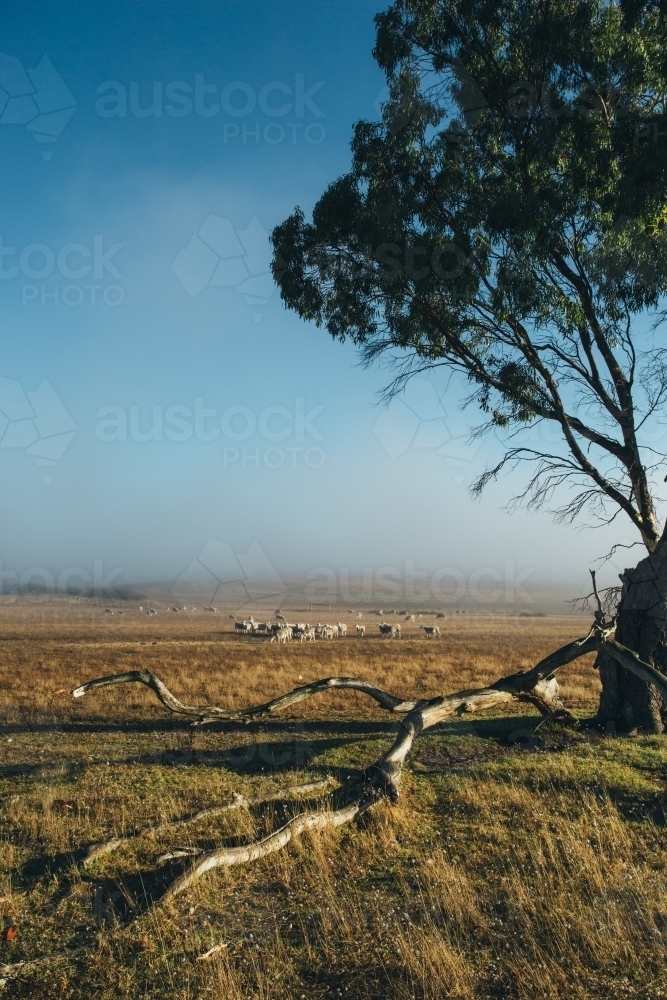 Remote landscape with large tree and livestock in the distance - Australian Stock Image