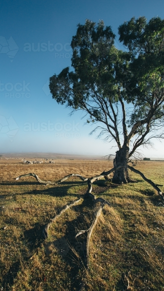 Remote landscape with large tress and livestock in the distance - Australian Stock Image