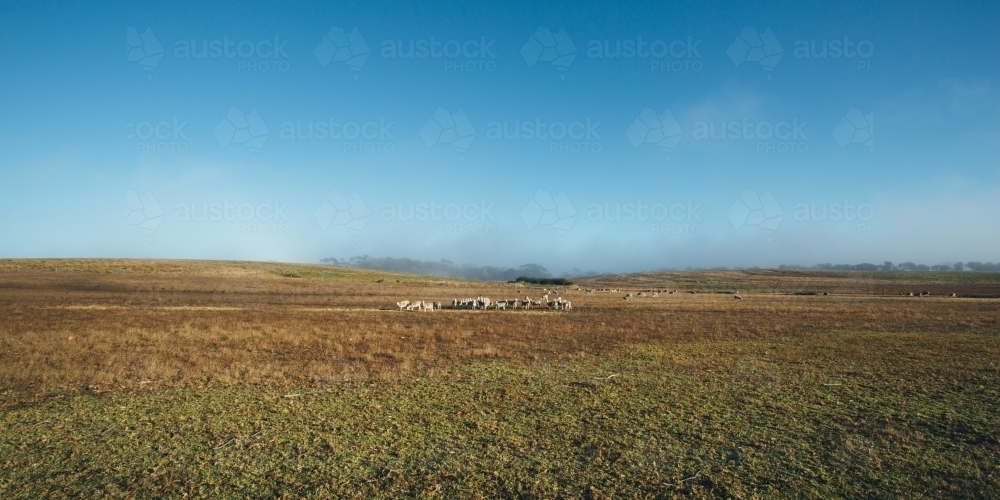 Remote landscape with livestock in the distance - Australian Stock Image