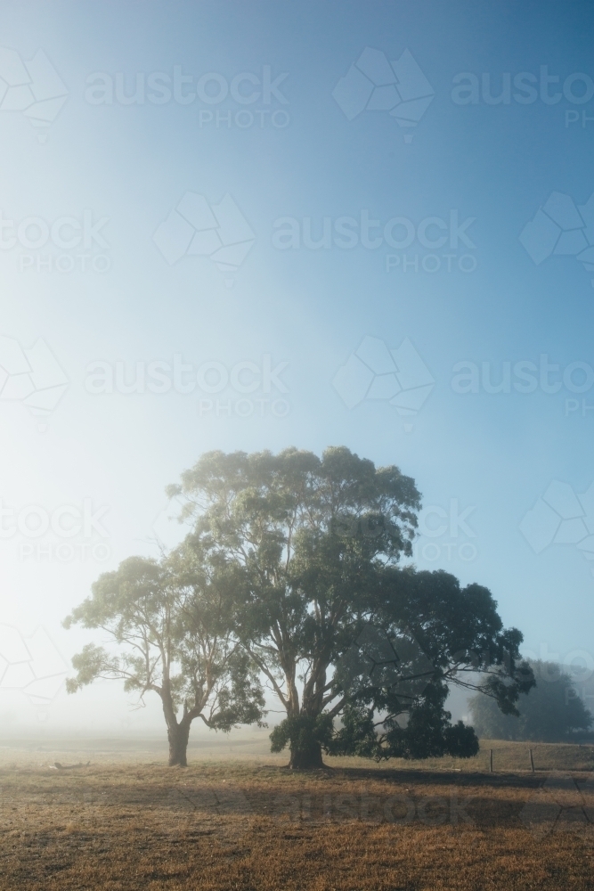 Remote rural landscape with gum trees on a misty morning - Australian Stock Image