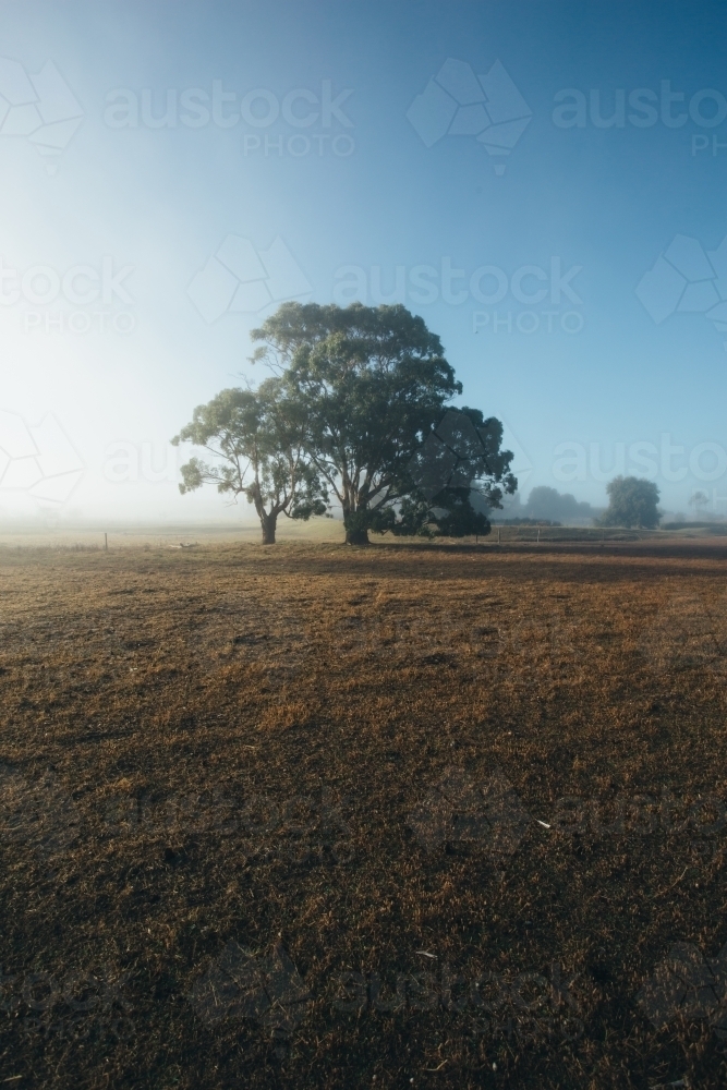 Remote rural landscape with gum trees on a misty morning - Australian Stock Image