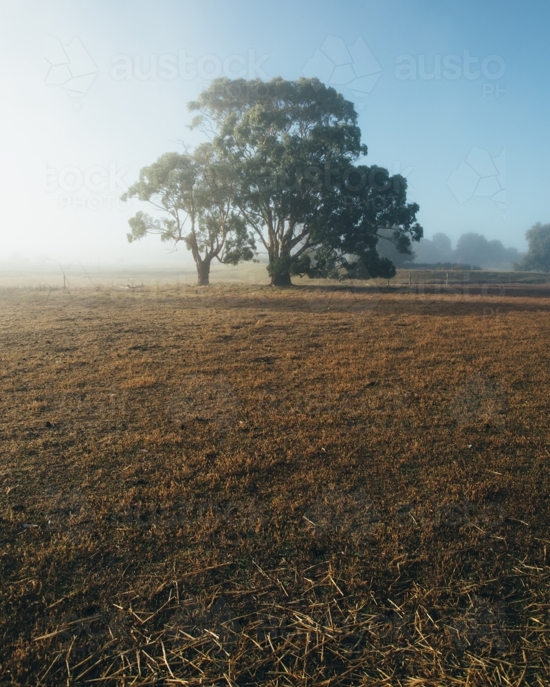 Remote rural landscape with gum trees on a misty morning - Australian Stock Image