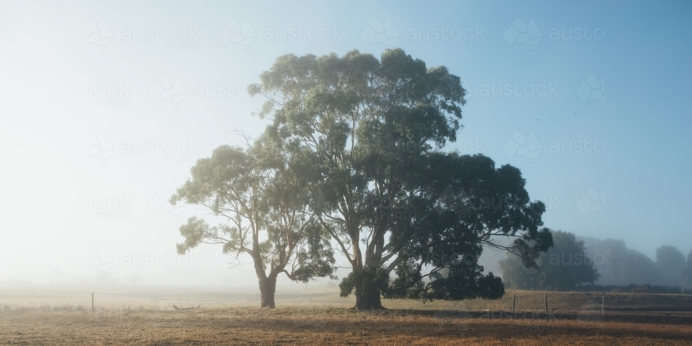 Remote rural landscape with gum trees on a misty morning - Australian Stock Image
