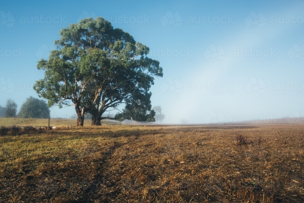 Remote rural landscape with gum trees on a misty morning - Australian Stock Image