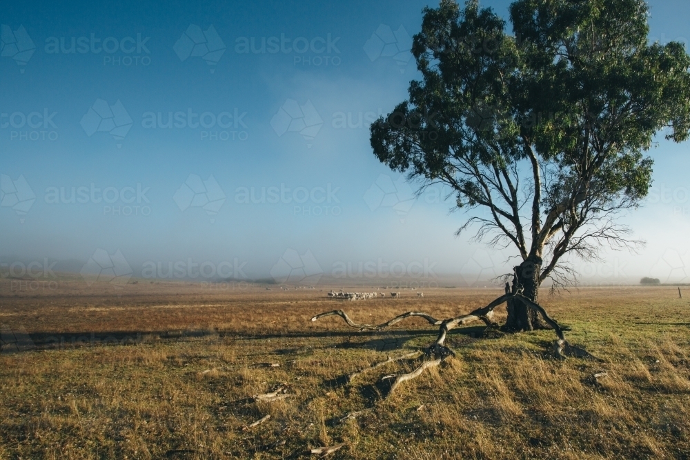 Remote rural landscape with gum trees on a misty morning - Australian Stock Image