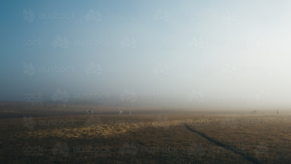 Remote rural landscape with livestock on a foggy morning - Australian Stock Image