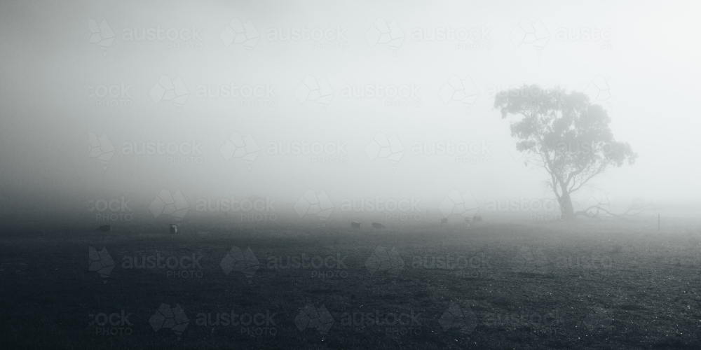 Remote rural landscape with single gum tree on a misty morning - Australian Stock Image