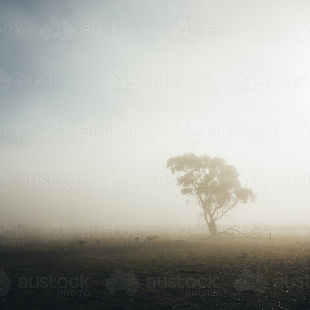 Remote rural landscape with single gum tree on a misty morning - Australian Stock Image